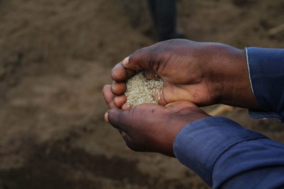 Inundações :Fundação de Caridade Tzu Chi Moçambique doa sementes para 4 mil famílias afectadas em Sofala